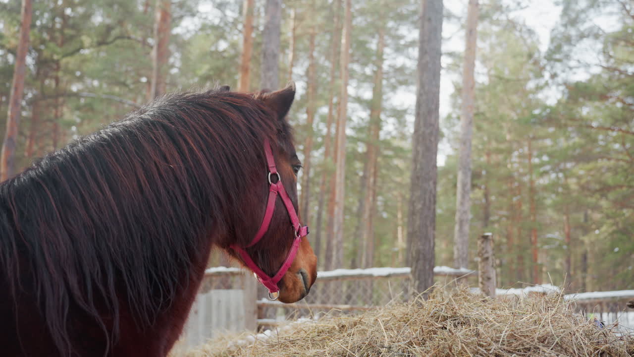 Caballo reluciente con arnés rosa en la nieve, paisaje invernal con caballo de crin cubierta de rocío y equipo rosa, imagen equina en invierno que muestra un caballo con brida rosa cerca de un pajar helado