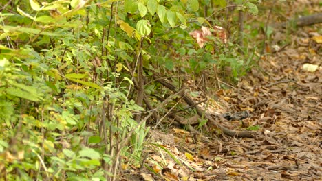 bluejay blue jay bird is walking on the ground