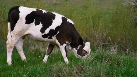 cattle. cow grazing on a pasture.