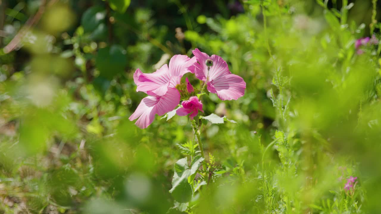 Isolert rosa moskuskatostblomst med uskarp grønn bakgrunn, solfylt og statisk.