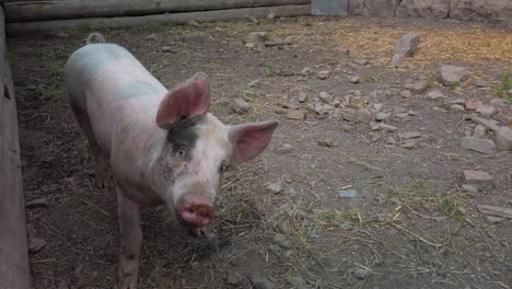 curious baby pig looking at the camera