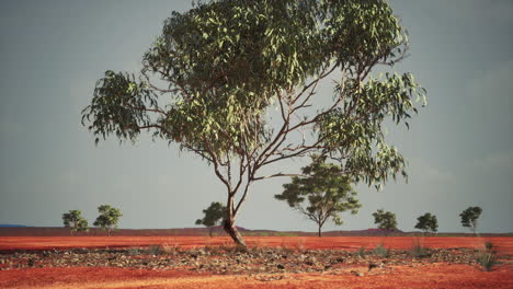 dry-african-savannah-with-trees