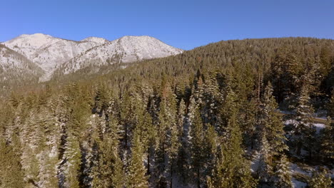 sobrevolar los abetos de douglas hacia las montañas nevadas en un hermoso día de invierno en el lago tahoe