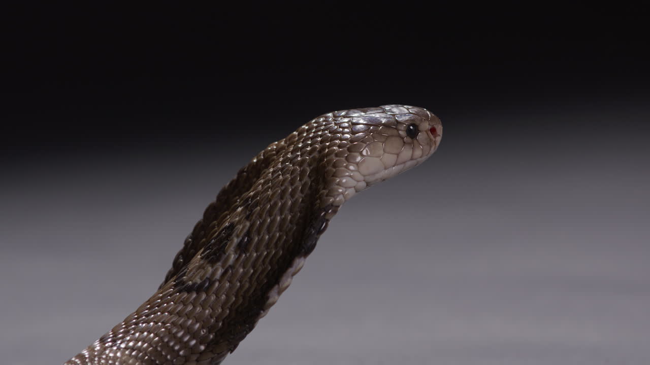 cobra monocular con la capucha fuera mira hacia la distancia - aislado en el fondo gris negro