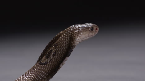 monocle cobra with hood out looks off into distance - isolated on grey black background