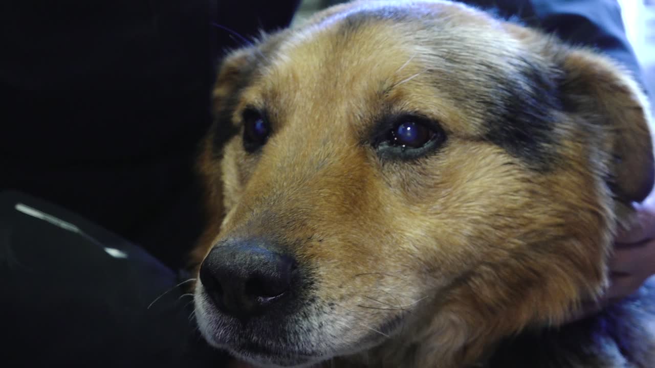 An old blind dog with a gray beard receives gentle affection from a man, who strokes it lovingly. The moment captures warmth, companionship, and care for senior pets.