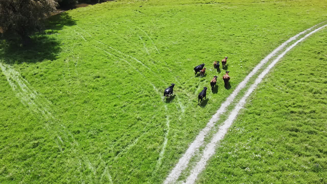 Aerial drone view of grazing cows in a valley in Moldova
