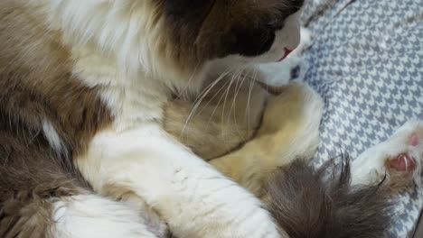 Family--One-day-old-ragdoll-kitten-siblings-and-mom