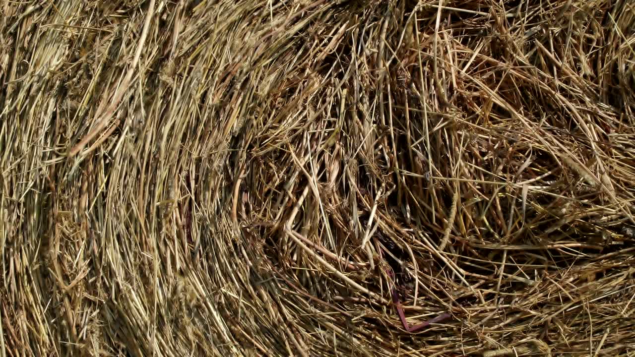 concepto de agricultura. balas de heno en un prado. campo rural en verano con balas de heno. vista de bajo ángulo