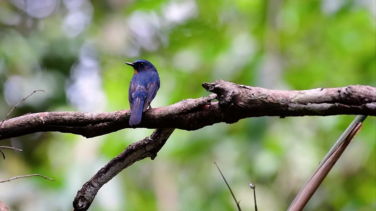 언덕 푸른 딱새는 고지대 서식지에서 발견되며 수컷의 경우 깃털이 파란색이고 가슴이 주황색이며 암컷은 옅은 계피 갈색이며 가슴이 주황색으로 전환되었습니다.
