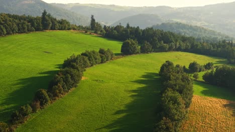 Von-üppigen-Grünen-Wäldern-Bis-Hin-Zu-Ruhigen-Waldgebieten-Fangen-Unsere-Aufnahmen-Die-Essenz-Der-Freien-Natur-In-Atemberaubenden-Details-Ein