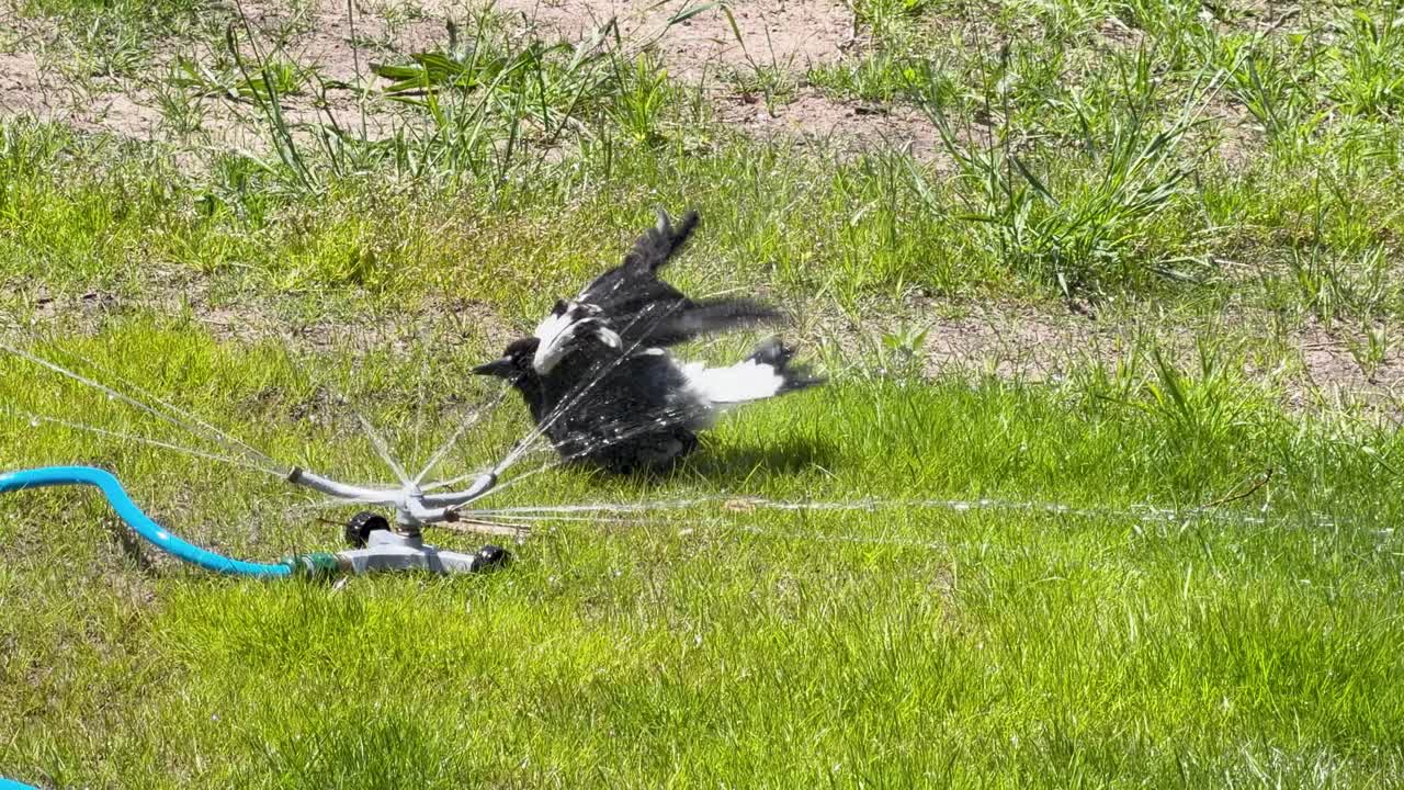 Adult Australian magpie joyfully bathes and plays in rotating lawn sprinkler on sunny day