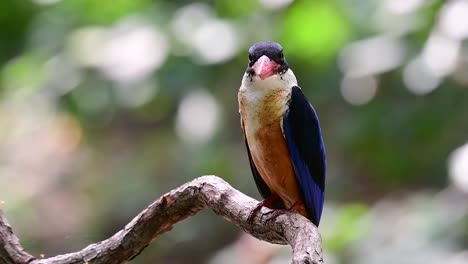 el martín pescador de gorra negra tiene un pico rojo como un caramelo y una gorra negra que se encuentra en tailandia y otros países de asia