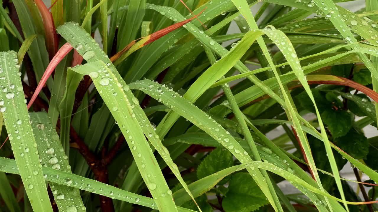 hierba de limón fresca con gotas de lluvia balanceándose lentamente, hierba de lemón cultivada en el jardín de la cocina