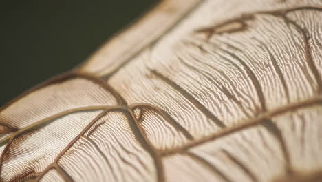 macro close-up of a translucent insect wing