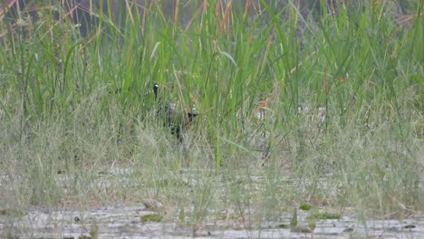 Weißbrust-Wasserhühner---Gras---Nahrungssuche