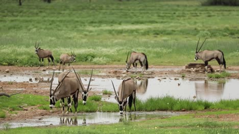 wide shot of a herd of oryx antelope drinking from a natural waterhole in the kgalagadi transfrontier park