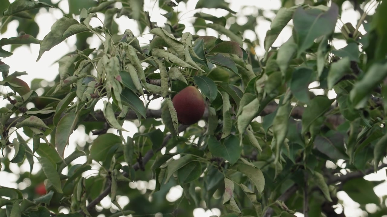 Una sola pera roja madurando en una rama de árbol
