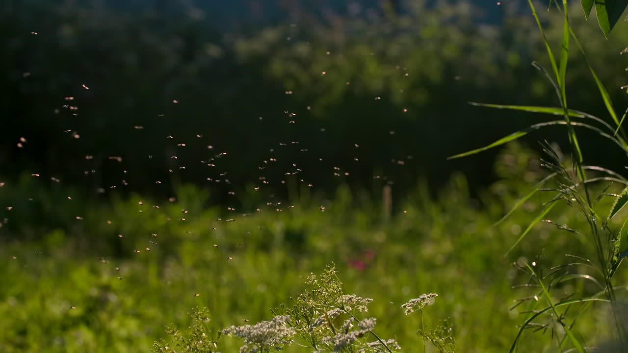 해가 지는 초원에서 날아다닙니다.