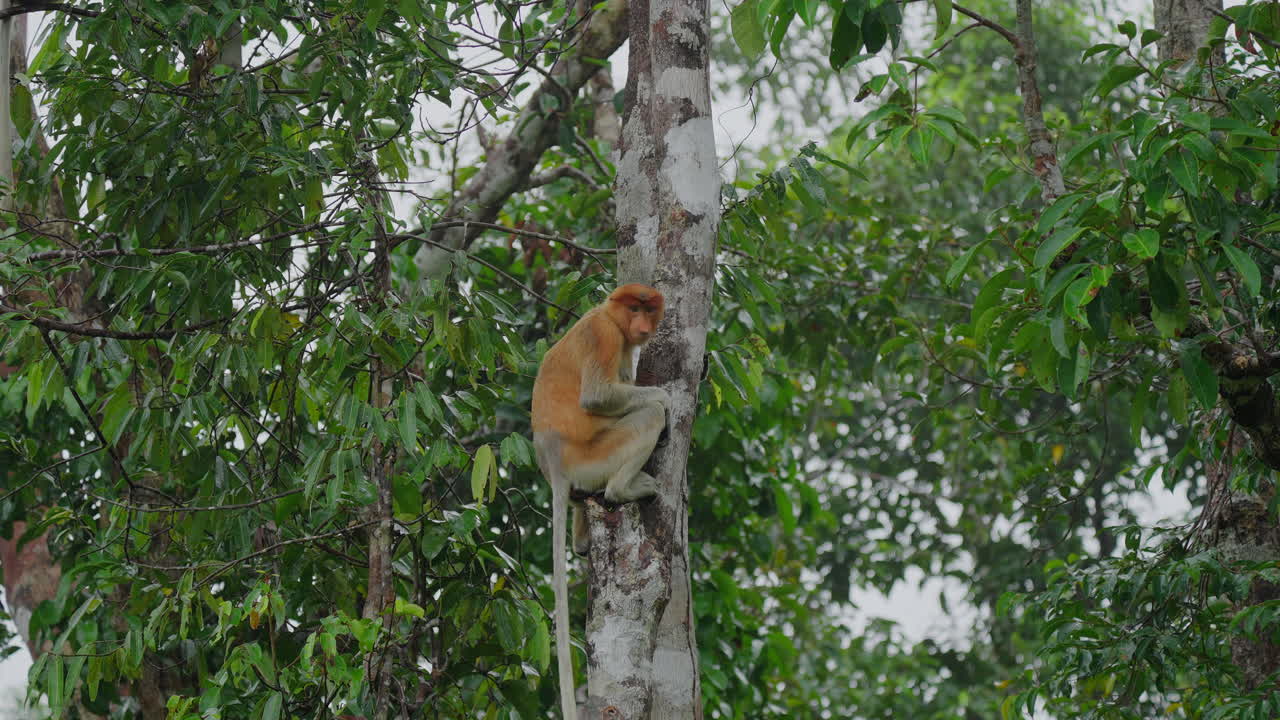 Proboscis Monkey in a Rainforest Tree
