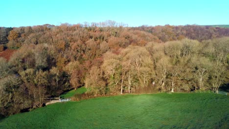 Aerial-view-of-large-autumn-forest-next-to-a-green-field