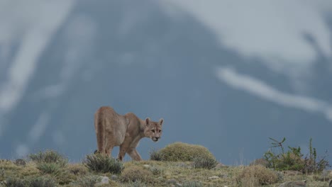 Puma-Caminando-Hasta-La-Cima-De-Una-Montaña-Y-Acostándose