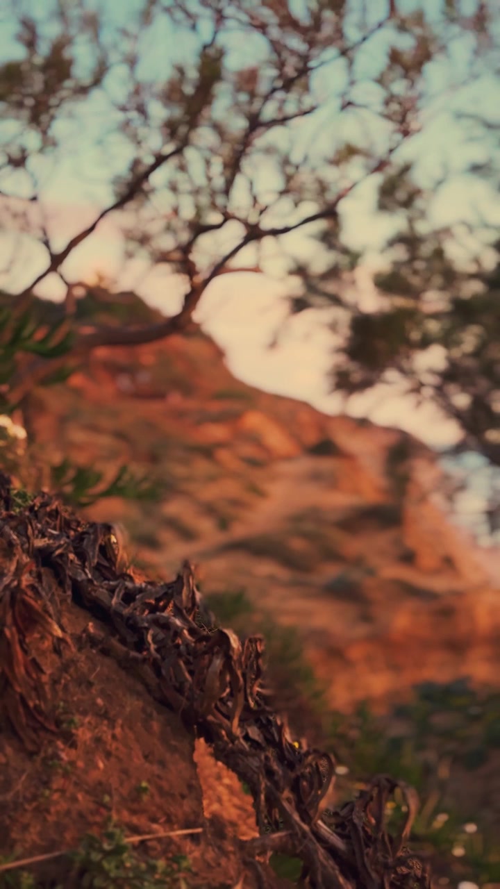 Static shot frames a gnarled branch with wind-blown trees against a mountain.