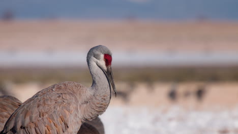 Single-Sandhill-Crane-profile-shot-with-snowy-field-in-background