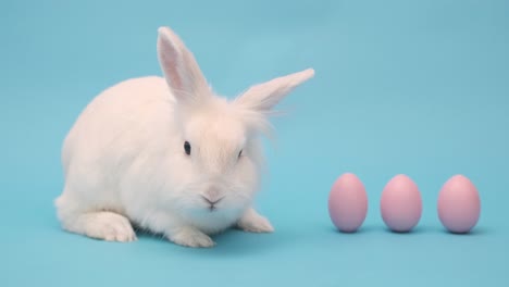 conejo de pascua blanco lindo en un fondo azul. conejo se sienta con huevos de pascua rosados