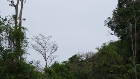 Ein-Wald-Mit-Einem-Eichhörnchen,-Das-Sich-An-Einem-Zweig-Ernährt,-Während-Die-Sonne-An-Einem-Regnerischen-Tag-Untergeht,-Kaeng-Krachan-Nationalpark,-Thailand