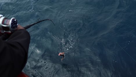 pez roca que se tambalea desde un barco de pesca deportiva