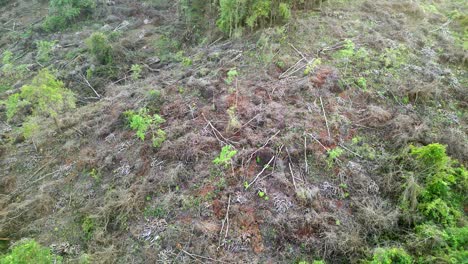 trees have been cut down in the forest