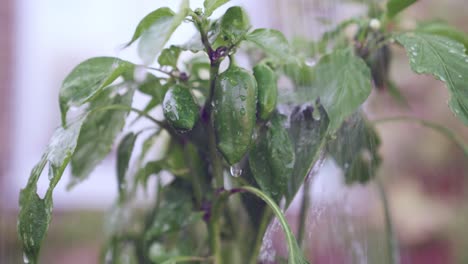 Riego-De-Pimientos-Verdes-Oscuros-Regordetes-Recién-Cultivados-En-La-Planta