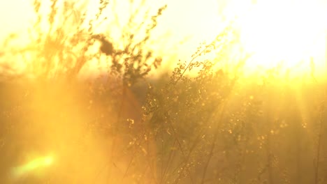 golden sunset through grass