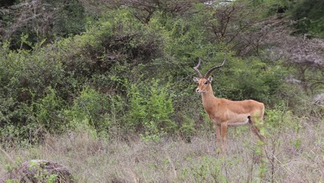 handheld shot of impala grazing on grassy field in maasai mara national reserve, bright daylight highlighting its sleek body and alert posture.