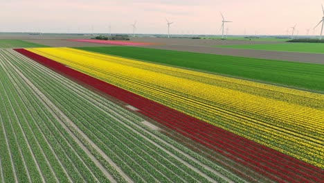 Toma-De-Drones-De-Un-Hermoso-Campo-De-Tulipanes-En-Flevolanda,-Países-Bajos