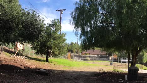 Footage-of-two-horse-running-and-chasing-each-other-around-a-tree-and-a-shed-happily