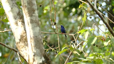 red legged honeycreeper bird standing on a tree branch and flying off in tropical forest