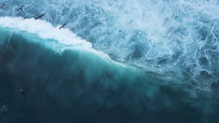 Done shot straight down with Sea Lions surfing on a wave and Pelicans flying by during King Tide in La Jolla, California