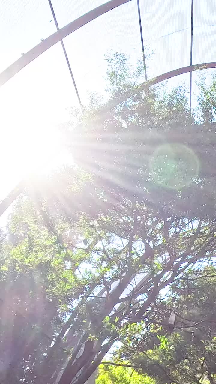 Sonnenlicht filtert durch Bäume in einem Vogelkäfig