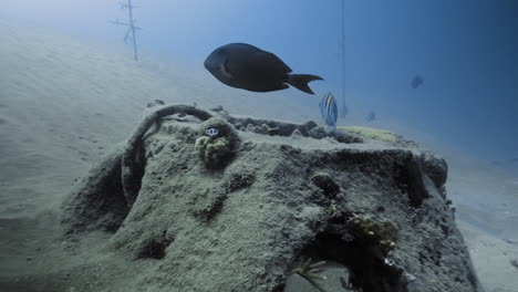 Underwater-shot-of-fishes-swimming-over-ship-wreckage-in-the-Atlantic-Ocean