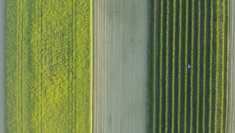 Toma-Aérea-De-Tierras-De-Cultivo-Con-Un-Tractor-Cosechando