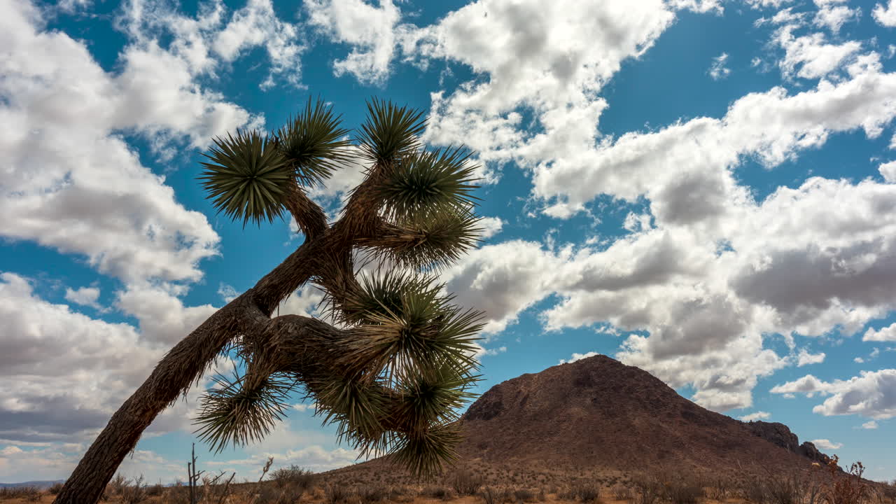 árbol de joshua en primer plano y una montaña en el fondo, este lapso de tiempo presenta el terreno accidentado del desierto de mojave