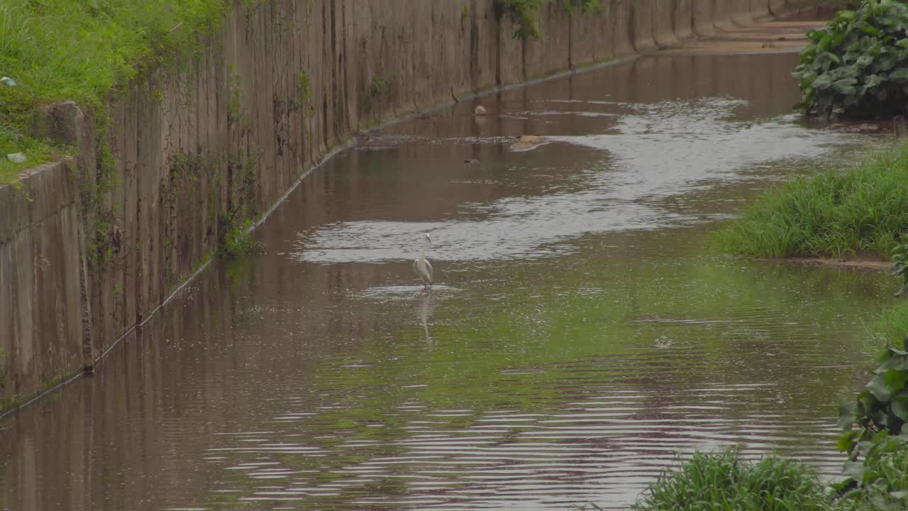 연못 물에서 걷는 작은 백로