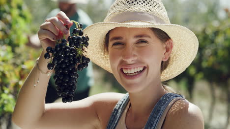 woman harvesting grapes in a vineyard