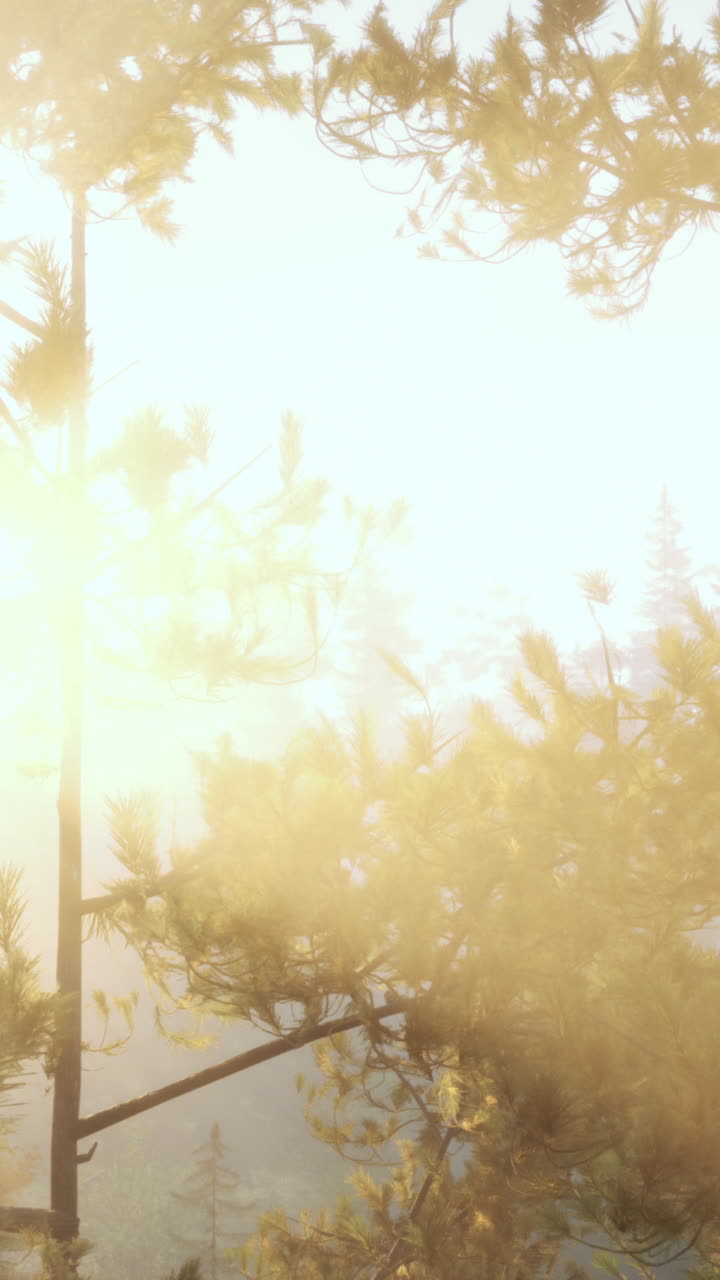 소나무 숲 에서 안개 가 가득 한 해가 뜨는 것