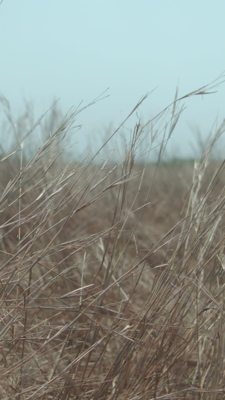 Dry grass field swaying under the wind, with a clear blue sky in the background