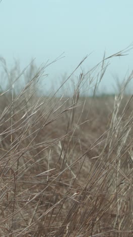 dry grass field swaying under the wind, with a clear blue sky in the background