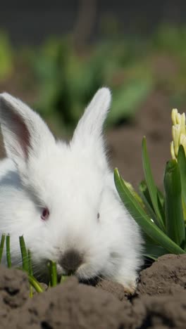 close-up of a fluffy white albino rabbit foraging