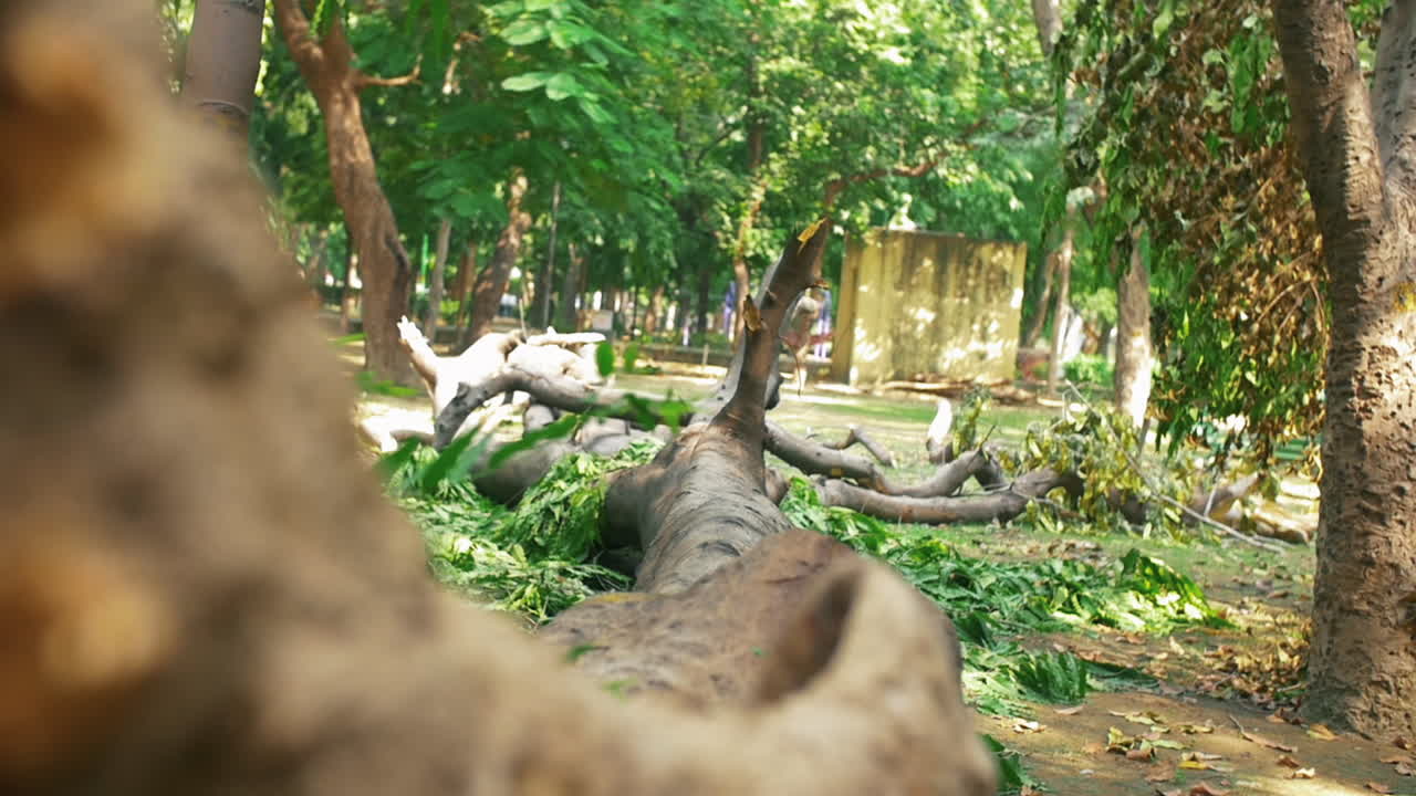 인도 델리 인근 공원에 쓰러진 큰 나무 - 슬로우 모션